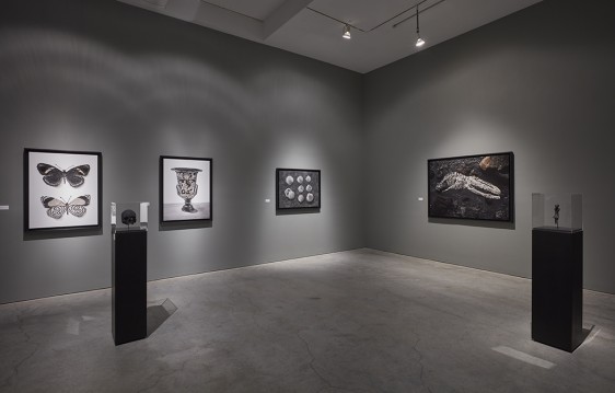 Muniz installation view SJCo 10-2019-21