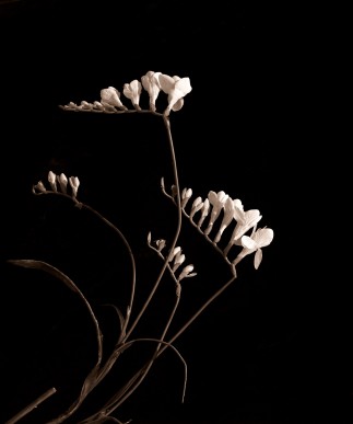 Freesia refracta (Freesia)