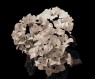 Hydrangea macrophylla (Hydrangea)