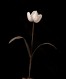 Tulipa gesneriana (Tulip)