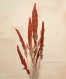 Amaranthus cruentus 8x10_300dpi