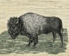 Bison_8x10@300dpi