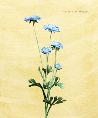 Blue ranunculus 8x10_300dpi