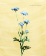 Blue ranunculus 8x10_300dpi