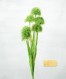Castanea sativa 8x10_300dpi
