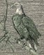 Eagle_8x10@300dpi
