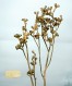 Eucalyptus fasciculosa 8x10_300dpi