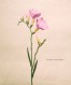 Freesia corymbosa 8x10_300dpi