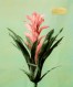 Guzmania Ligulata 8x10_300dpi