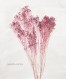 Gypsophilia paniculata 8x10_300dpi