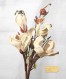 Magnolia grandiflora 8x10_300dpi