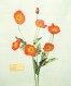 Papaver rhoeas 8x10_300dpi