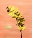 Phalaenopsis amabilis 8x10_300dpi
