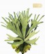 Platycerium Superbum 8x10_300dpi