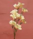 Plumeria alba 8x10_300dpi
