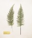 Polystichum setiferum 8x10_300dpi