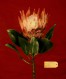 Protea cynaroides 8x10_300dpi