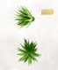 Small Succulent 2 8x10_300dpi