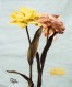 Tulipa 8x10_300dpi