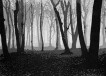 Woods in November, After Albert Renger-Patzsch